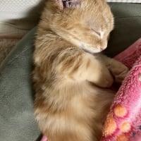 はじめまして