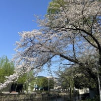 広瀬川河畔公園　さくら　／　前橋市