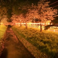 深谷駅南口　夜桜をみてきました