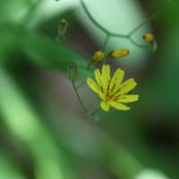 ハナニガナの花が咲いていた！