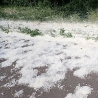 初夏の風物詩