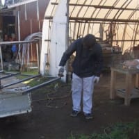 サトイモ収穫用の棚を作成