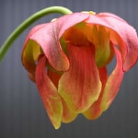 鉢植えの食虫植物（１）サラセニア　 b、レウコフィラ