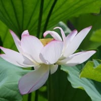 悠久のときを超えて大賀ハス