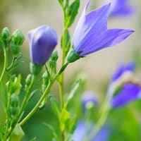 キキョウ、オミナエシの花と茄子の実（足立区都市農業公園 2025.7.6 撮影）