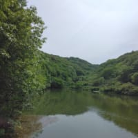 5月の池