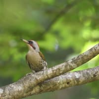 クロツグミなど