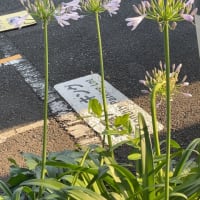 『久我山歳時記』（66）〜夏至はこんなに暑かったかな？