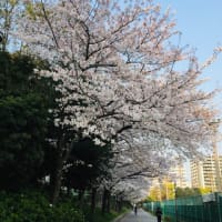 桜ブログ 2020/4/8