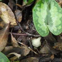 レンタカーで竜王山へ登山