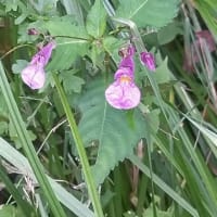沢山の花々に癒された一日