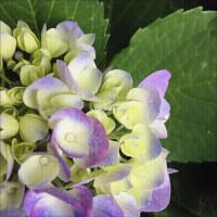 2017　紫陽花