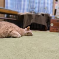 狙う皿