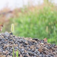 スズメとハトと、コチドリと
