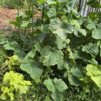 小さな家庭菜園で夏野菜三昧
