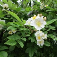 散歩での出会い