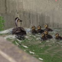 奇跡的に、出会った、タマシギの姿、ドキドキ眺め　(　岐阜県美濃地方　)