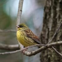 柴金山公園の野鳥