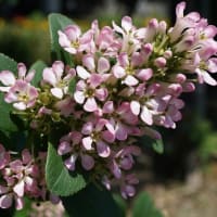 初夏の花：エスカロニア’ピンクエル’