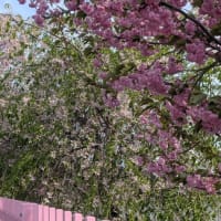 旭川　枝垂れ桜・八重桜・蝦夷山桜　2025年春