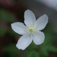 ●我が家の４月の花（10）　ミヤマオダマキ　イチリンソウ　タツナミソウ　ミヤコワスレ