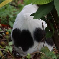 ご近所の猫・犬