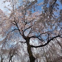 梅&桜