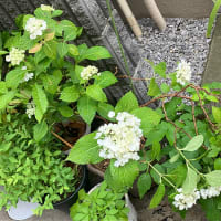 雨に濡れて❀