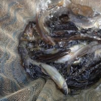人が多くてもやっぱり郡上は楽しい＾＾（6月29日釣行記）