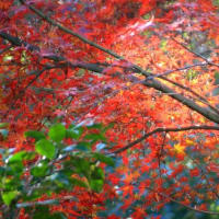 06/29奈良京都への旅-17（紅葉の銀閣寺）
