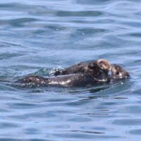 子どもラッコもプカプカ浮かぶ