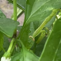 カマキリ