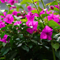 バス旅行で旬の花を③熱海