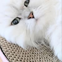 今日の3にゃん 13