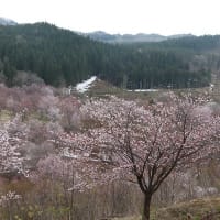 4/27（日）観音寺川の桜並木