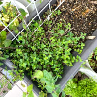 摘芯プチトマト植え