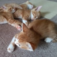 今日は譲渡会です