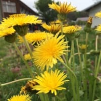 週末の”フレンチde薬膳”に向け　山菜＆山野草採取中　