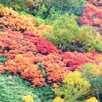 大雪山系の紅葉　月　ブドウ