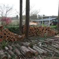 電線の支障木伐採