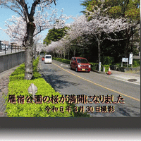 雁宿公園の桜が満開になりました。