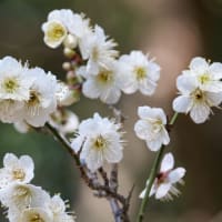 大泉緑地（２０２５年３月１日）