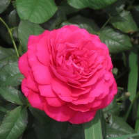東京ドイツ村　薔薇