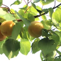 庭のアンズを収穫しました。