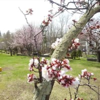 北海道は　梅と桜が　同時に咲きます　♪