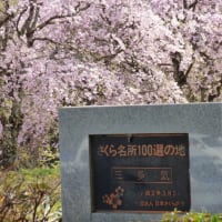 比奈知ダムと三多気の桜