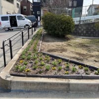 長寿会ボランティア　あおぞら広場の苗植え
