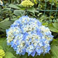 紫陽花