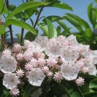 カルミアの花
