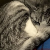 １月の猫たち